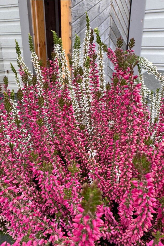 roosa kanarbik jaanimardi puhketalus